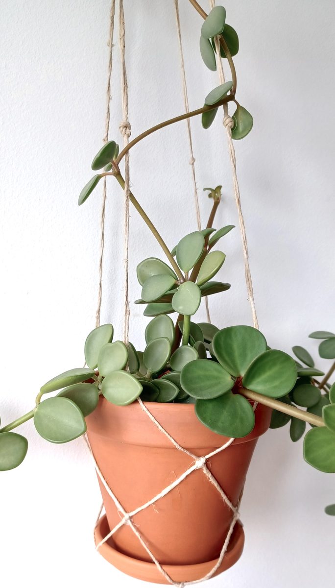Hanging Peperomia Plant