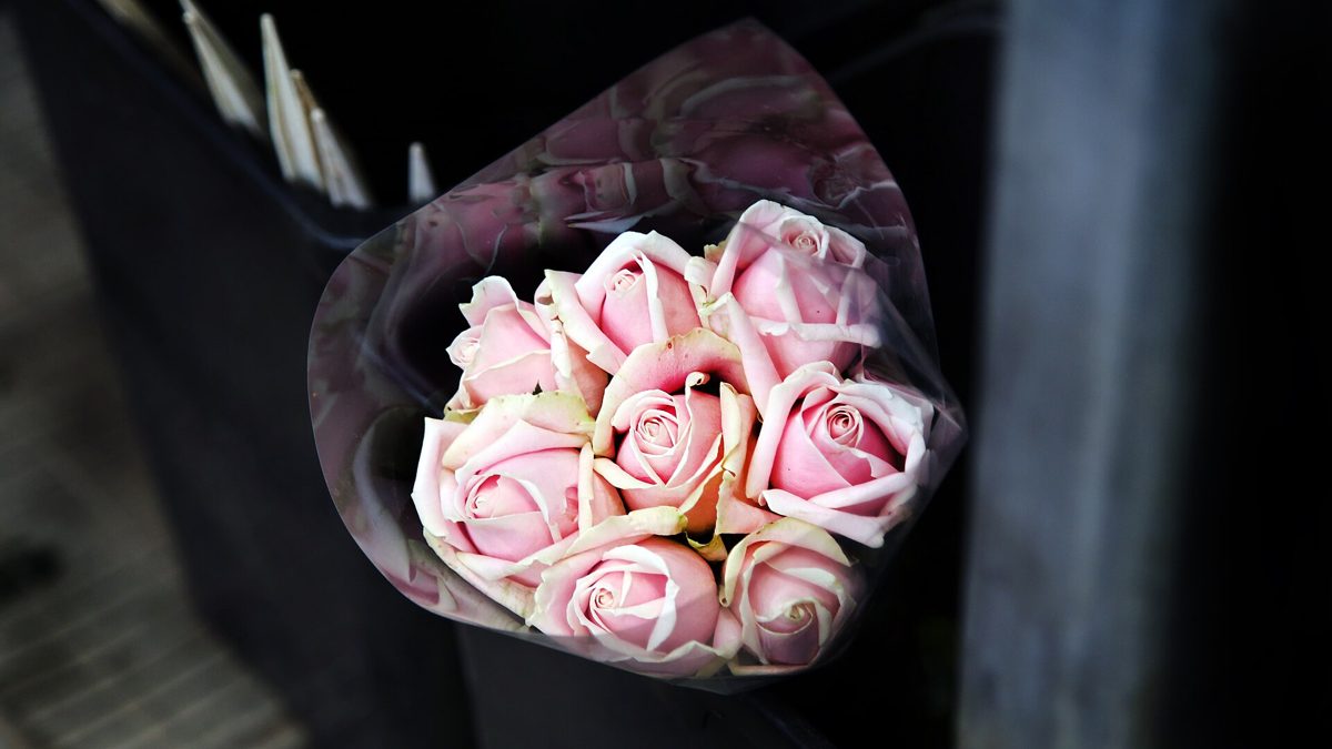 One Dozen Pink Roses