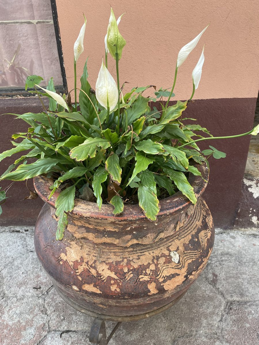Peace Lily