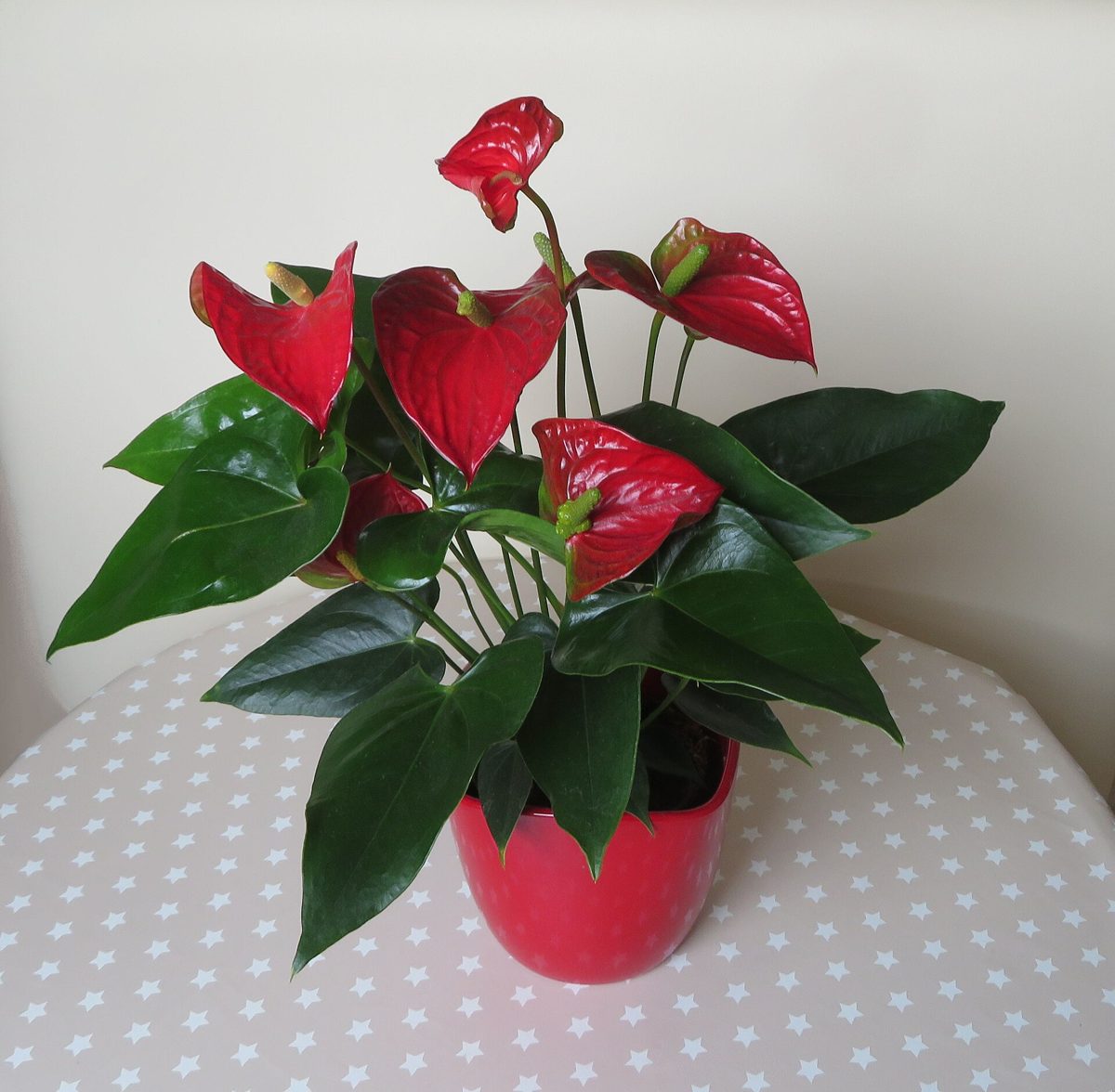 Red Anthurium Plant
