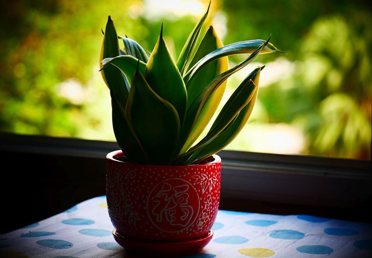 Snake Plant