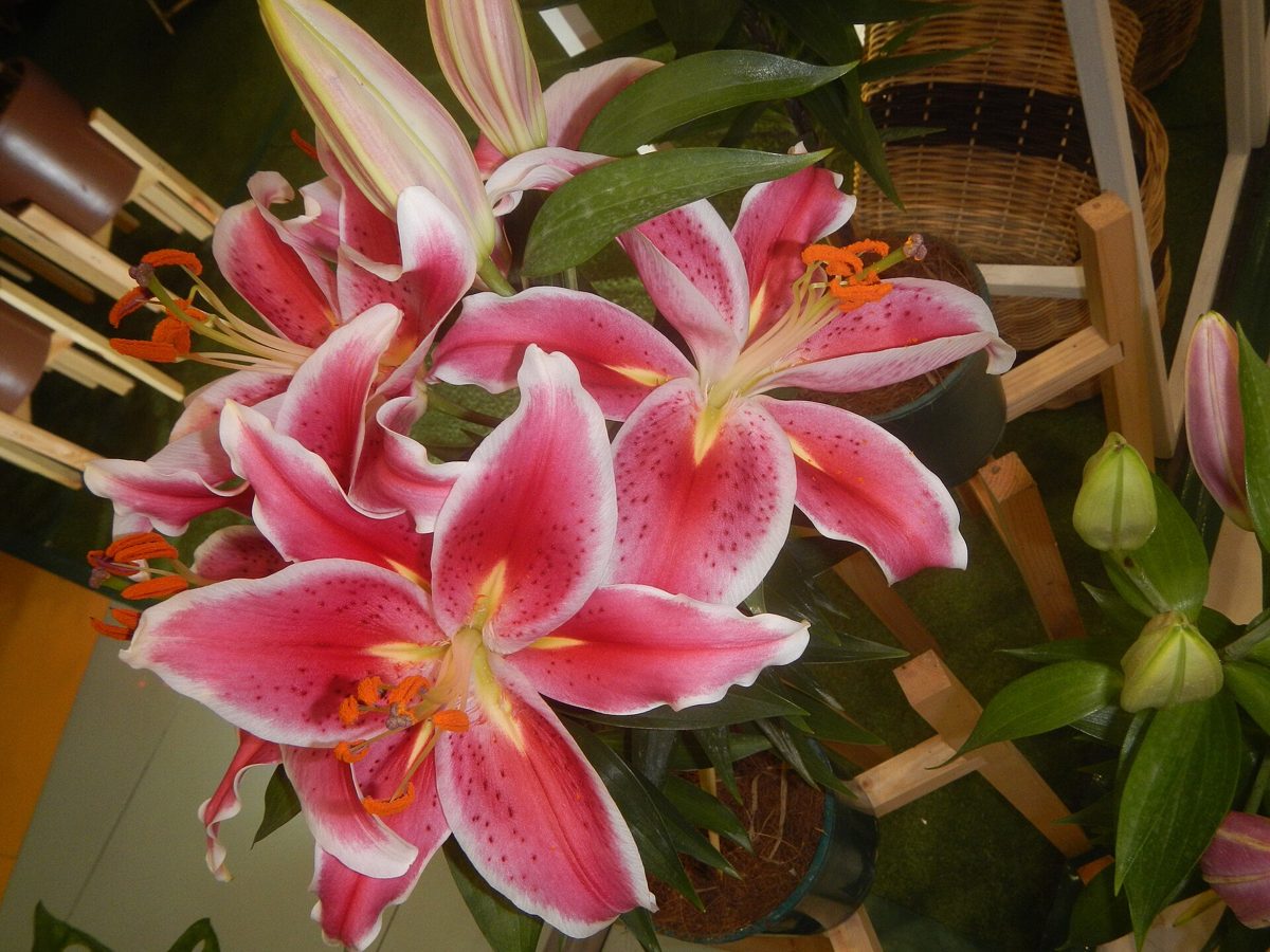 Stargazer Lily Bouquet