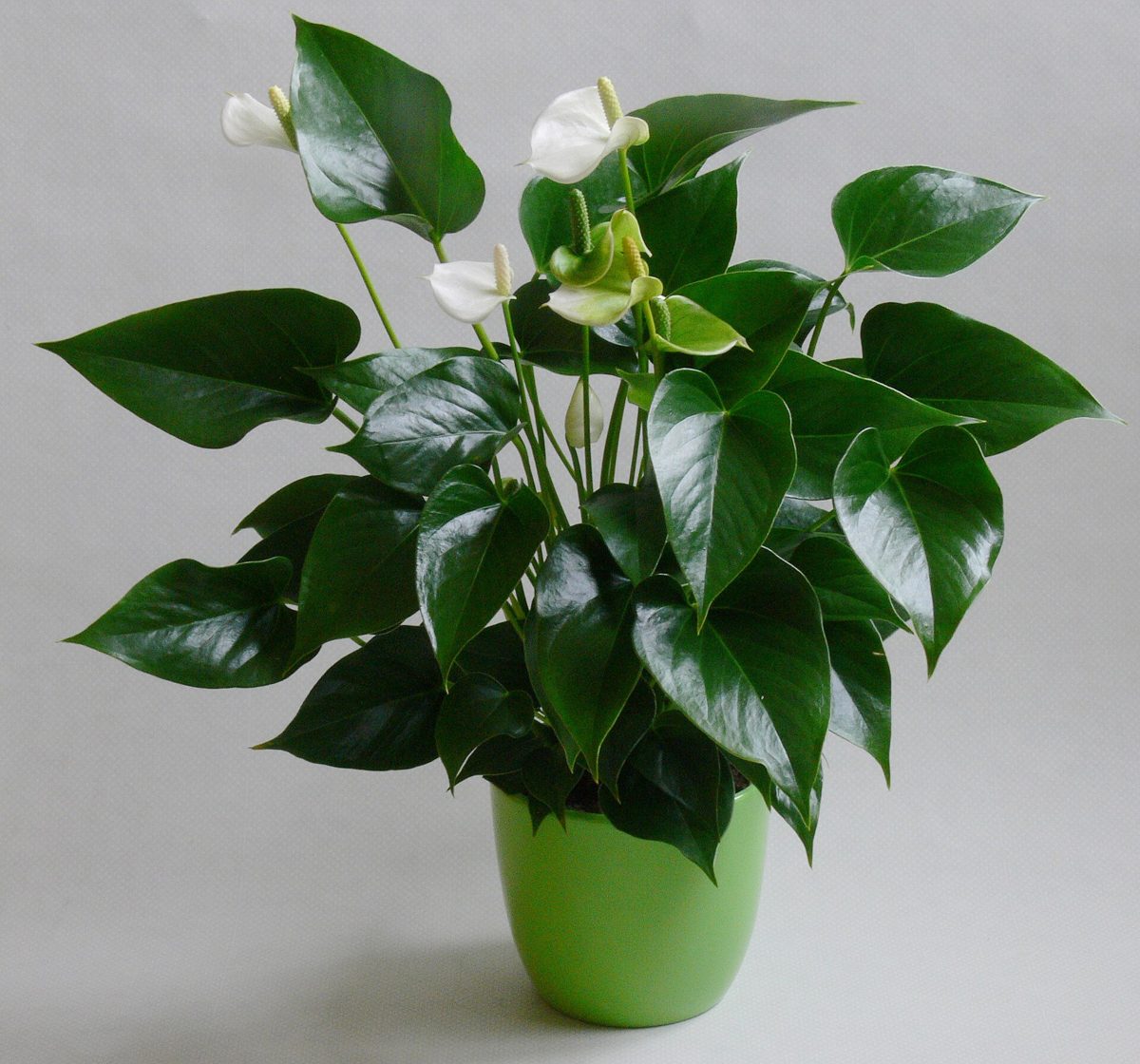 White Anthurium Plant